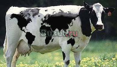 Коровы высокопродуктивные дешево Набережные Челны