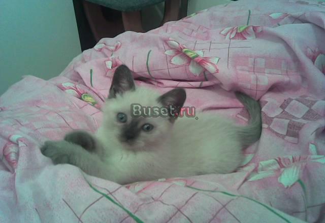 Котята сиамские/тайские Челябинск