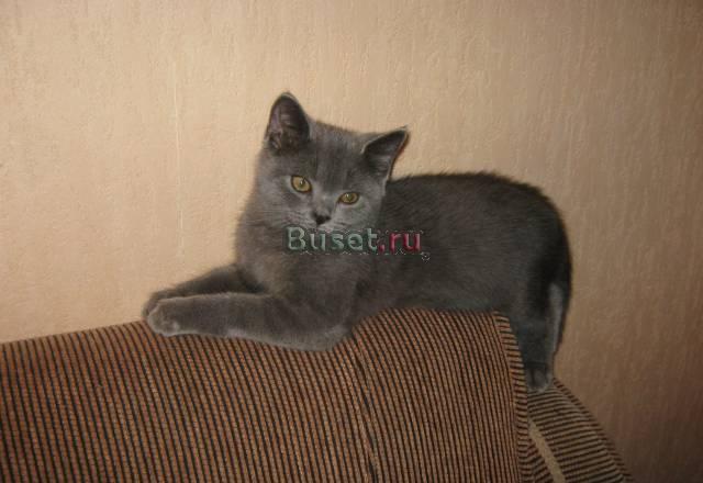 Британский мальчик голубого окраса Москва