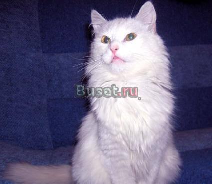 Ангорски котик, 1 год, в дар Москва