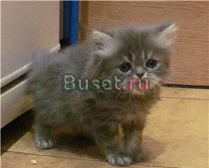 Персидский  котик Москва