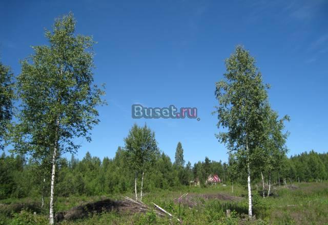 Всеволжск + 5 км Всеволожск
