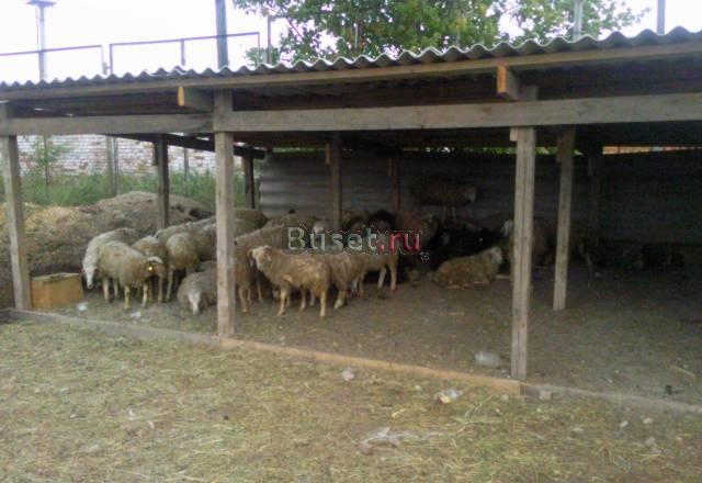 Продам баранов Красноярск