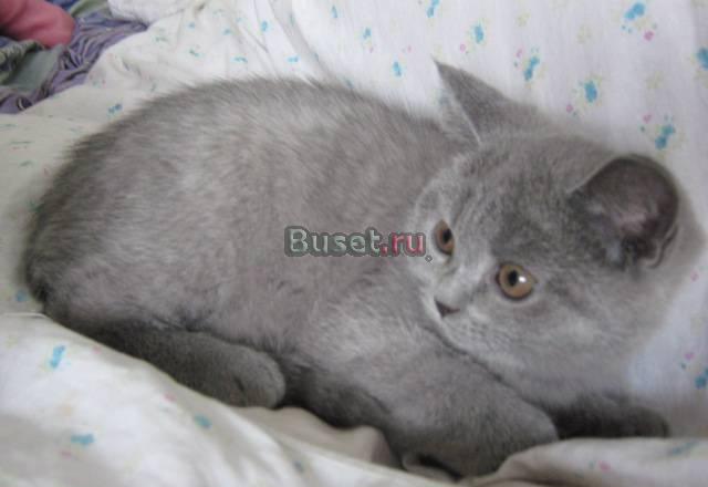 Котята  британские   голубые.дымные и др Санкт-Петербург