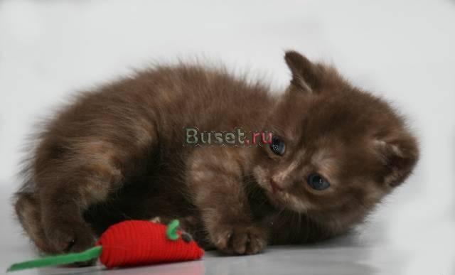 Клубные британские котята Санкт-Петербург