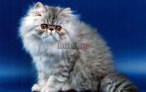 Персы, экзоты и шотландец Москва