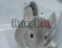 Шиншилла Санкт-Петербург
