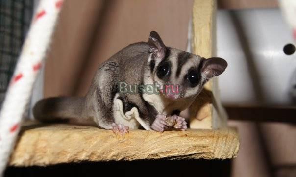 Сахарный поссум Нижний Новгород