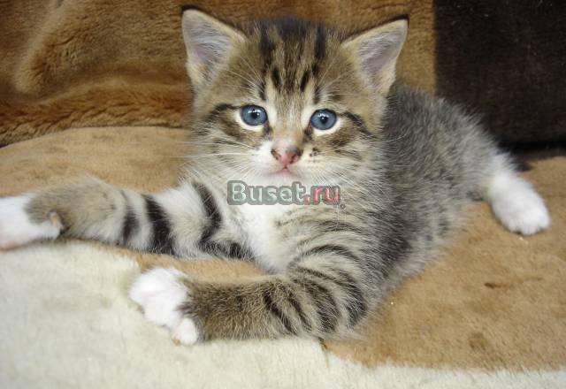 Отдам котят в хорошие руки Санкт-Петербург
