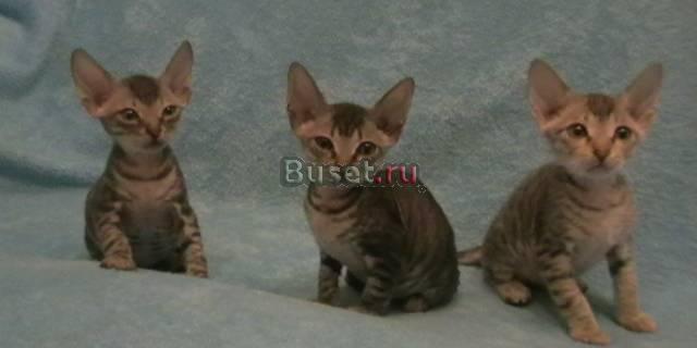 Котята Донского сфинкса Новосибирск