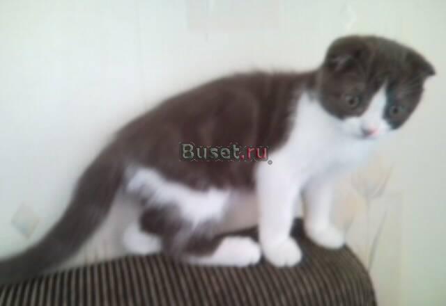Шотландский вислоухий котенок) продаю Москва