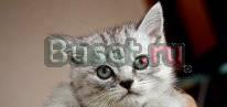 Британские котята Красноярск