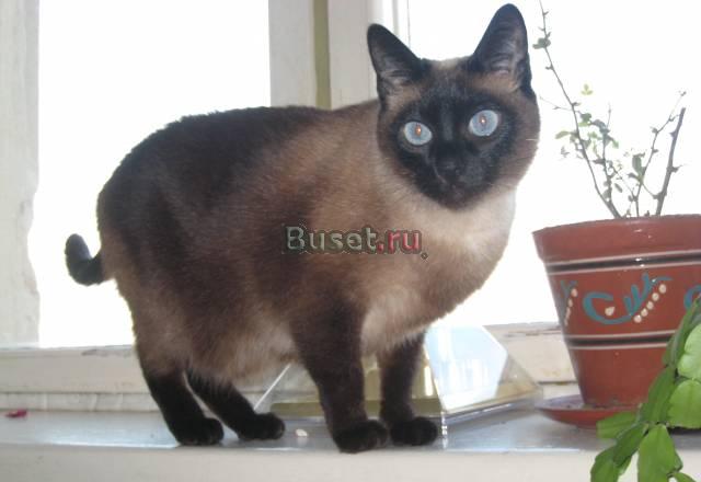 Потерялась сиамская кошка Санкт-Петербург
