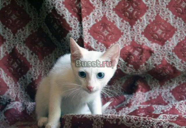 Ваш личный Амур  котенок в дар Москва