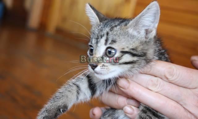 Отдам котят в хорошие руки Санкт-Петербург