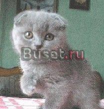 Котята Ростов-на-Дону