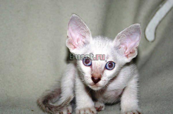Сиамский котенок - Котик Санкт-Петербург
