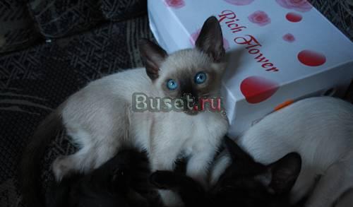 Продам двух малышей Санкт-Петербург
