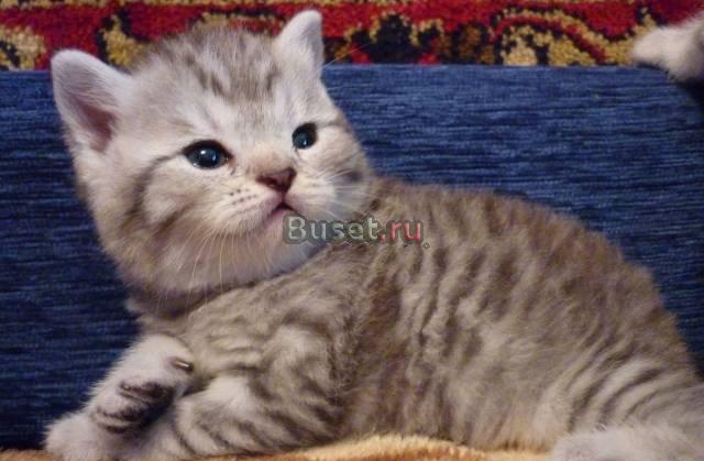 Шотландские вискасные котята Москва