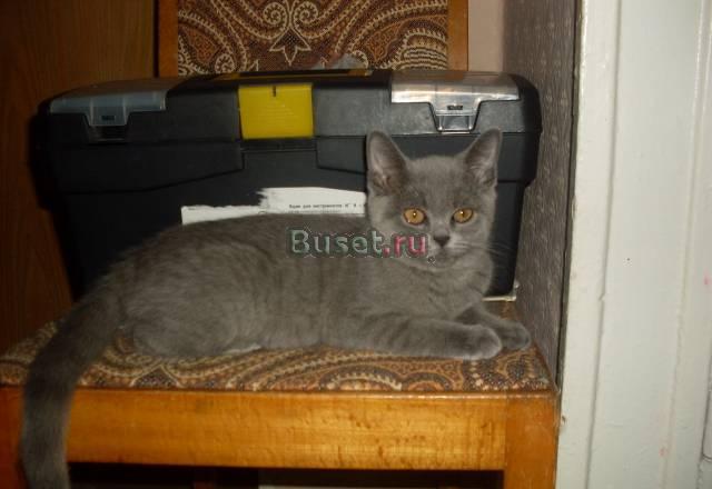 Котята Москва