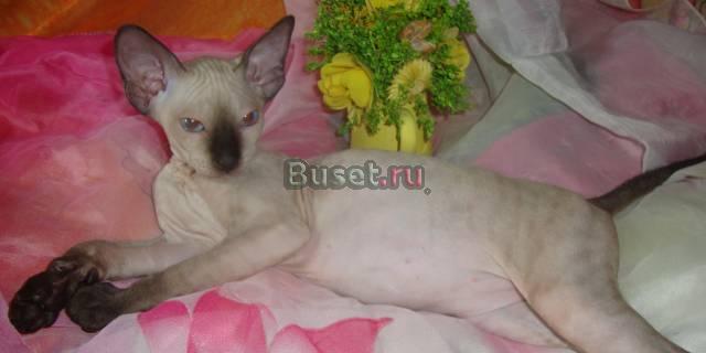 Котята Петербургский сфинкс Санкт-Петербург