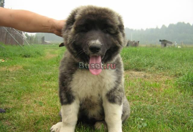 Кавказская овчарка.Щенки на продажу Егорьевск