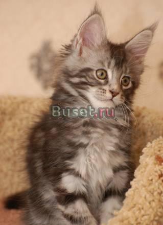 Породистые котята (мейн-кун) Москва