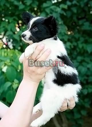 Шикарный щенок папийона из питомника шэр Москва