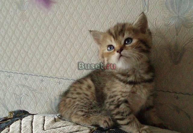 Шотландские зеленоглазые кошечки Москва
