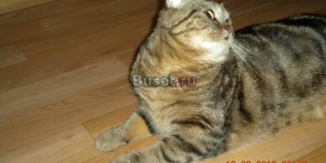 Кошечка Скоттиш Страйт ищет мальчика Москва