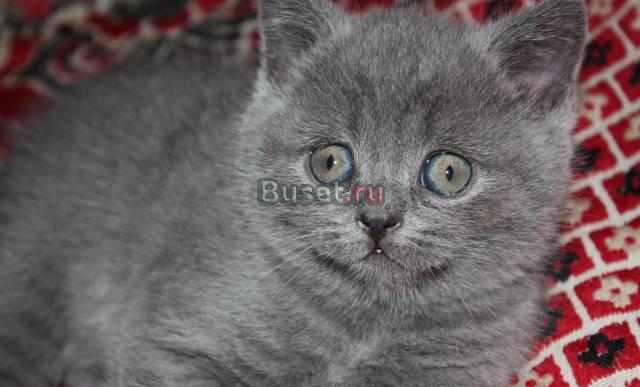 Шотландские котята Москва