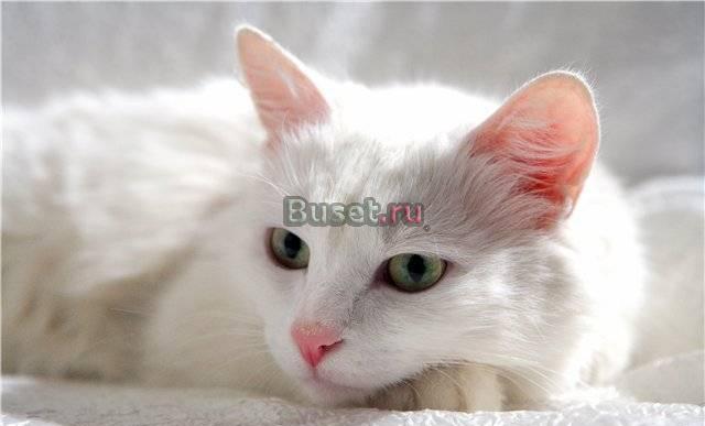 Красавица кошка Бланка фон Вайт Москва