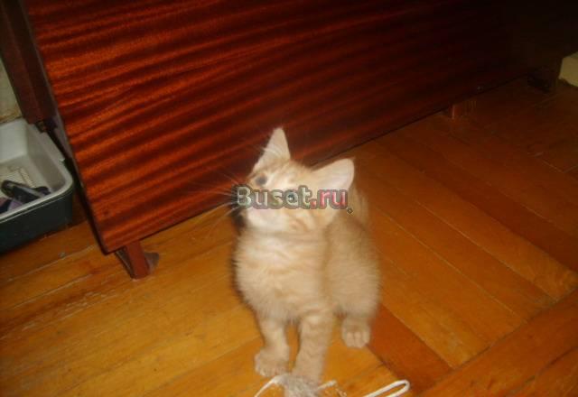 Рыжий котенок Краснодар