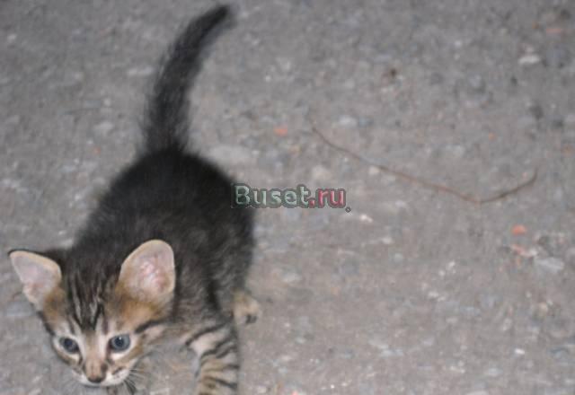 Подарю маленьких симпатичных котят Ростов-на-Дону