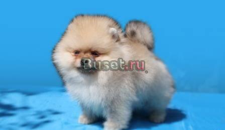 Очаровательные щенки шпицы Москва