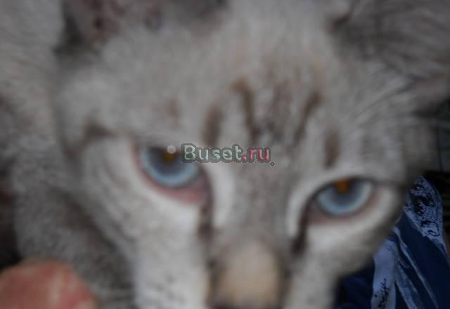 Подарю Ростов-на-Дону