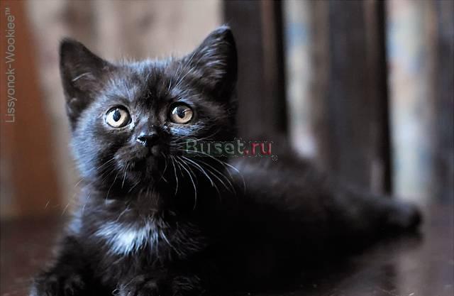 Черная ласковая девочка шкотиш-страит Санкт-Петербург
