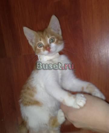 Отдается котенок в хорошие руки Москва