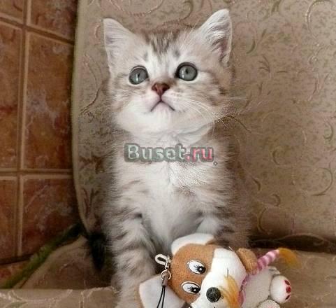 Шоколадное пятно на серебре - элитные британцы Санкт-Петербург
