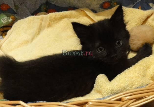 Котенок девочка 1,5-2 мес отдам в добрые руки Тольятти