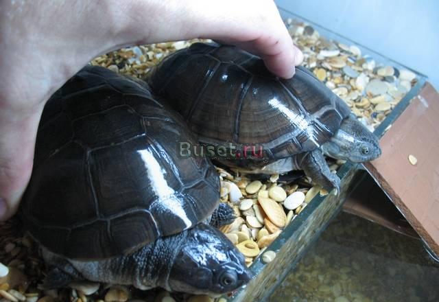 Черепахи  Pelomedusa subrufa ,пара Липецк