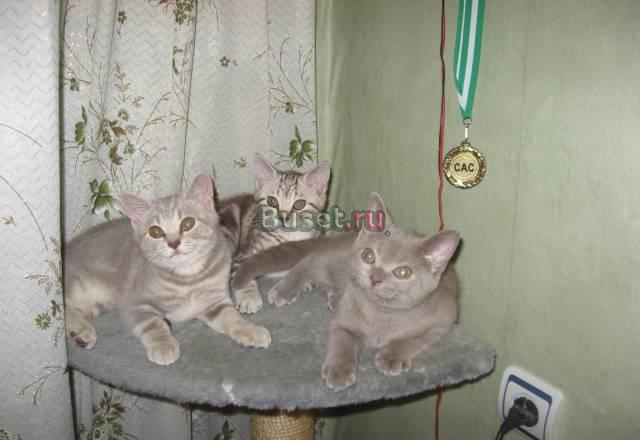 Британские котята Саратов