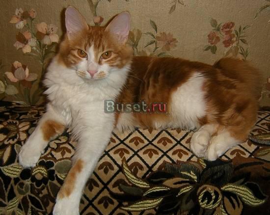 Котят курильского бобтейла Воронеж