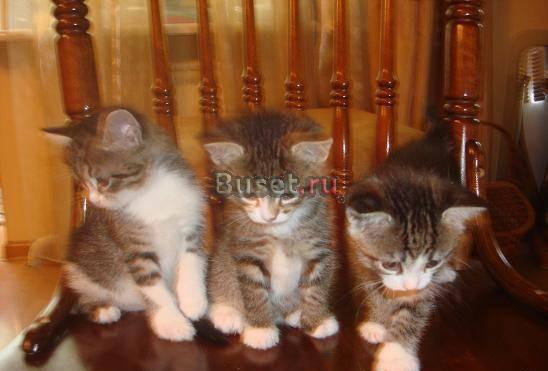 Возьмите котёнка Нижний Новгород