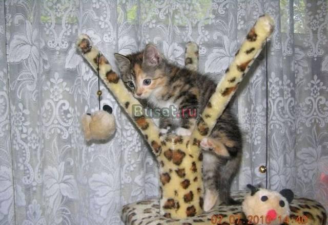 Черепаховый котёнок ищет дом Москва