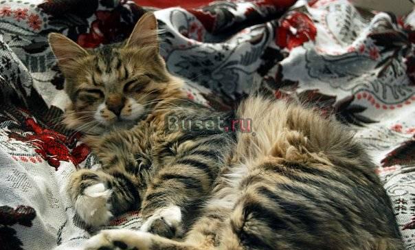 Сибирский котик Тима ищет хозяев Санкт-Петербург