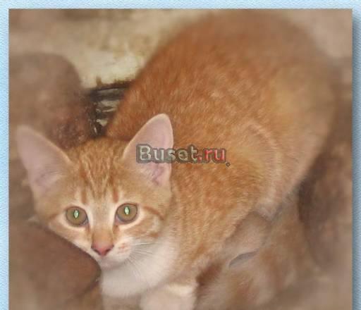 Рыжий котенок 2,5 мес. ищет хозяина Санкт-Петербург