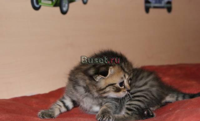 Продам Продам котят скотиш страйт и фолд Челябинск