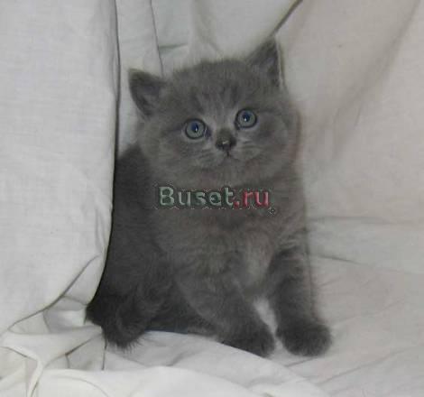 Клубные британские и шотландские вислоухие котята Москва