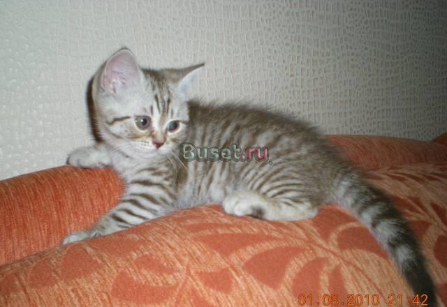 Продаю британских короткошерстных котят Пермь